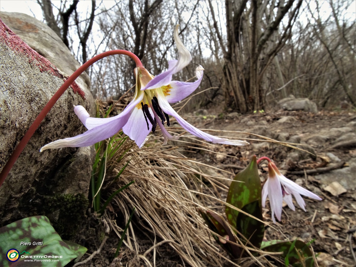 32 Anche sul sent. 507 Dente di cane (Erythronium dens canis).JPG